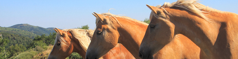 Chevaux bruns en Ardèche