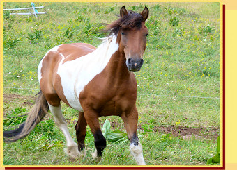 Cheval à La Luc en Ardèche