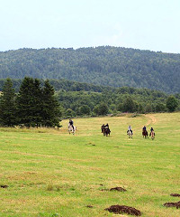 chevaux en montagne ardéchoise