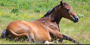 Cheval couché