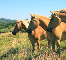 Chevaux en Ardèche